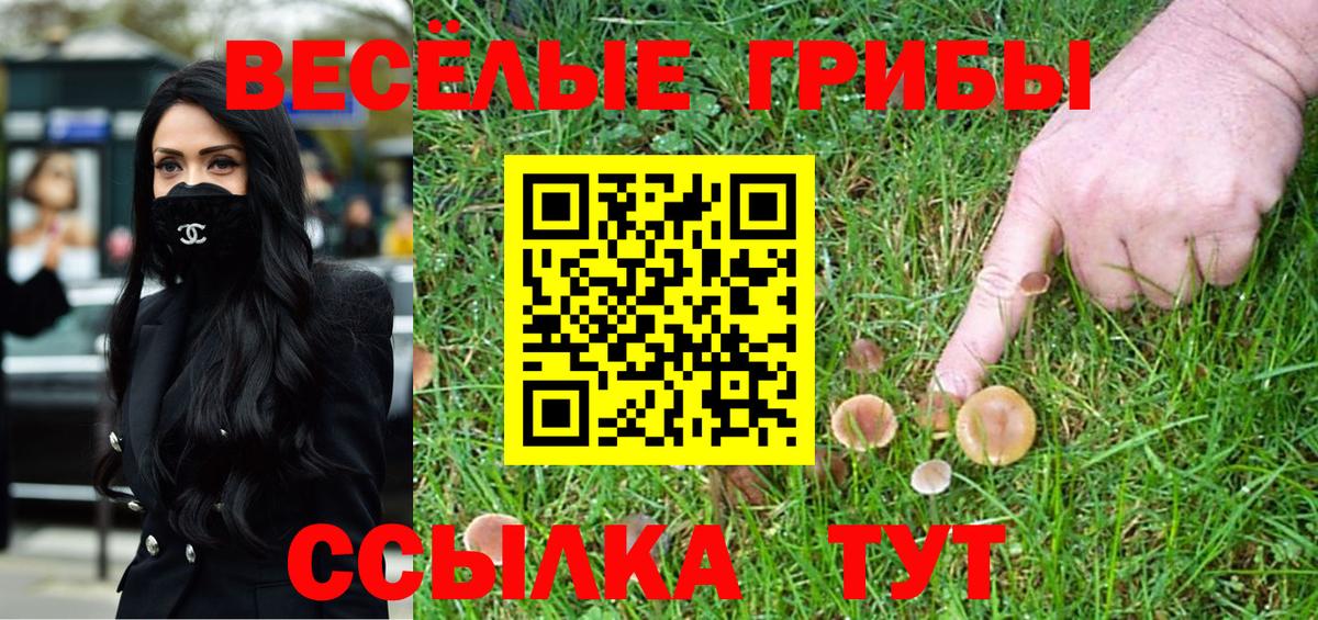 Галлюциногенные грибы Psilocybe Краснодар